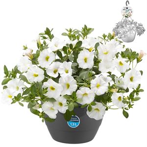 Bild von HP27 o.kl. Calibrachoa White